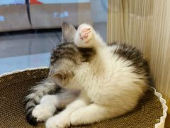 -屋虎猫馆(宝安大仟里店)