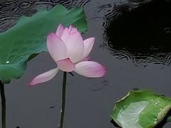 -荔湾湖公园