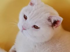 -猫的茶·猫咖
