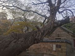 -青岛崂山太清宫