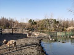 -溱湖国家湿地公园