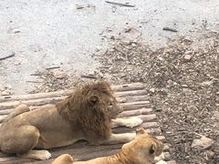 -大连森林动物园