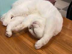 -猫小院猫主题餐厅(三里屯店)