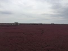 -红海滩国家风景廊道