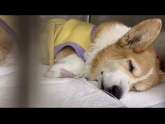 -美联众合动物医院·24h转诊中心