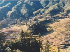 -紫鹊界梯田景区