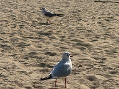 -海云台海滩