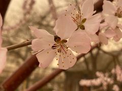 -桃花堤公园