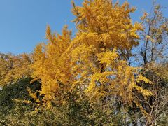 -南京民俗博物馆(甘熙故居)