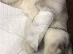 -宠爱国际动物医院· 猫科· 外科·中兽医(长白店)