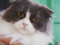 -李小姐の猫咖啡馆(五角场店)