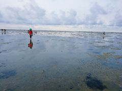 -红树林天天赶海