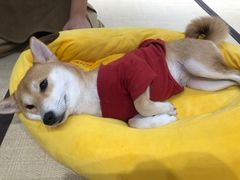 -逗柴咖啡屋·狗咖猫咖宠物桌游