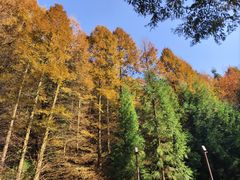 -山王坪喀斯特国家生态公园