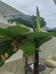 -HEYAN荷妍专业脱毛连锁机构