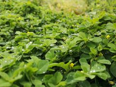 -两河城市森林公园