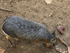 -合肥野生动物园