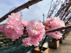 -观澜湖生态运动公社