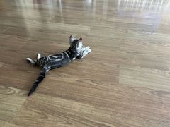 -酷宠动物医院(天通西苑店)