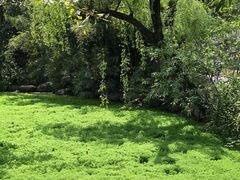 -桂湖森林公园
