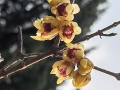 -国家植物园南园