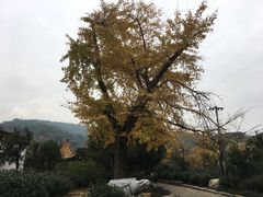 -雨花胜境