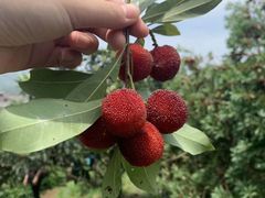 -西山樟坞健康果园枇杷杨梅采摘