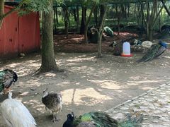 -东平国家森林公园