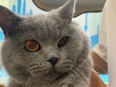 -芭比堂动物医院·犬猫全科·异宠专科(雁塔分院)