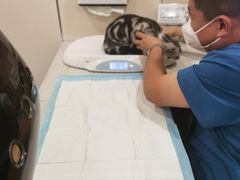 -萌兽医馆·犬猫专科·眼科中心·宠物医院(朝阳门分院)