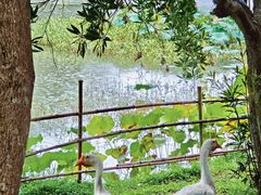 -福建鲤鱼洲酒店