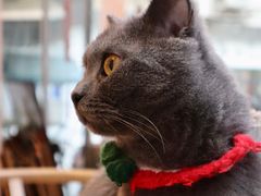 -猫咪派对(江南西店)