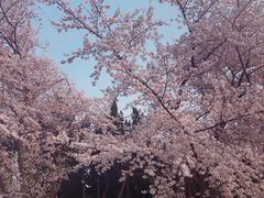 -嘉定紫藤园