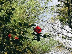 -南山植物园