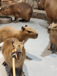 -Zoolung Zoolung动物主题公园(海信广场店)