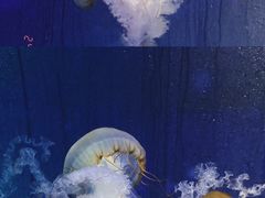 -海合安武汉极地海洋公园