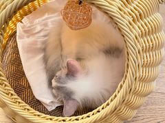-山宅一喵德文卷毛猫舍