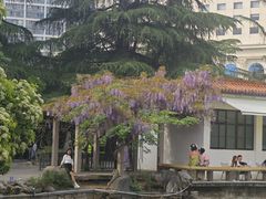 -西苑公园