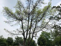 -沙河三洞古桥公园