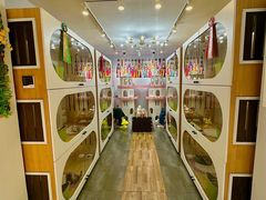 -青奢宠物·青奢猫舍