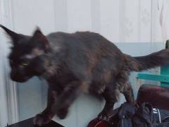 -猫小院猫主题咖啡厅(北锣店)