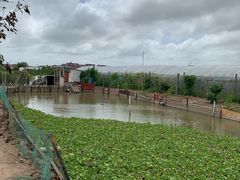 -南汇老顾农家乐采摘大团水蜜桃采摘店