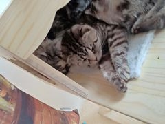 -名猫咖啡馆·撸猫·拼豆