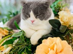 -共舞时光猫咖·狗咖(新街口店)