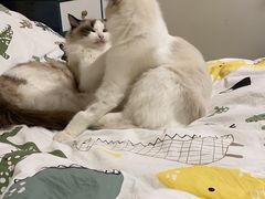 -喵百万·布偶·蓝金金渐层英短·猫舍(百子湾店)