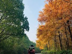 -上海海湾国家森林公园