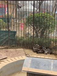 -萌宠亲子动物乐园(槐房万达店)