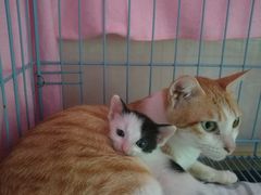 -瑞鹏宠物医院·骨科·猫科·内科(第一中心)