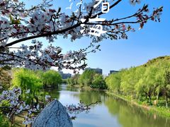 -顾村公园