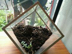 -彼芝奇比萨(红坊店)